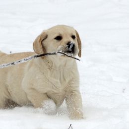 Labrador Retriever Puppies from Avery Labradors
