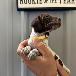 Ruth - Liver roan female German Shorthaired Pointer puppy in Six Mile, South Carolina from The Proper Pointer Co.