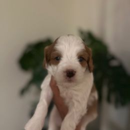 Girl 2 - Blenheim female Cavapoo puppy in Sacramento County, California from Sac-Town Poodles and Doodles