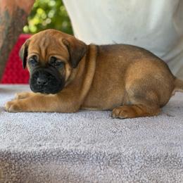 Navy Collar N - Fawn male Cane Corso puppy in Paris, Texas from Knucklehead Cane Corso