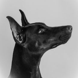 Doberman Pinschers from Von Hubbard Dobermann