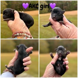 Girl number 3 - Black and tan female Yorkshire Terrier puppy in Statham, Georgia from The Yorkie Love Shack