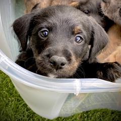 Aussiedoodle and Leopardoodle Puppies from A Puppy Crush