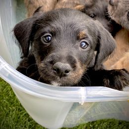 Aussiedoodle and Leopardoodle Puppies from A Puppy Crush