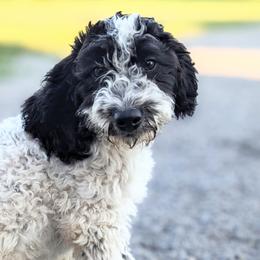 Abby - Black and white Bernedoodle puppy in Angola, Indiana from Danae's Bernedoodles