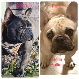 French Bulldog puppies from Bella Bullies