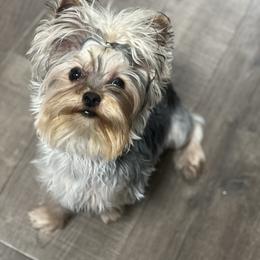 Riot - Yorkshire Terrier