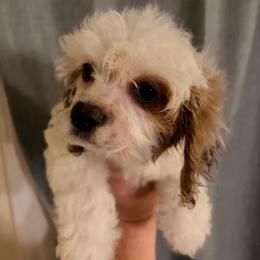 Estella - White female Cavapoo puppy in Hickory, North Carolina from Homegrown Spaniels