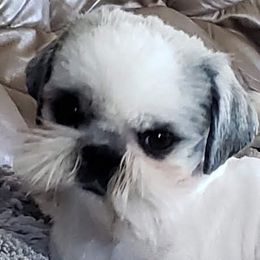 Shih Tzu Puppies from Jazzie Shih Tzu