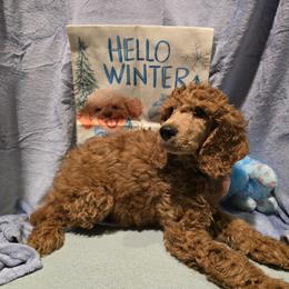 Blue Collar - Red  male Poodle puppy in Vass, North Carolina from Dakliff Standard Poodles