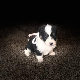 Girl 1 - Black and tan female Corgipoo puppy in Junction, Utah from Sugar Doodles