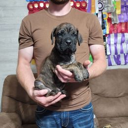Dain - Chestnut brindle male Cane Corso puppy in Mason City, Illinois from Red Wood Cane Corso