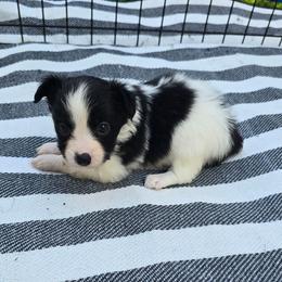 Agnetha - White and black female Papillon puppy in Hollister, Missouri from Swan Creek Kennel