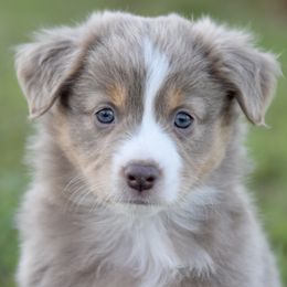 Australian Shepherd and Miniature Australian Shepherd Puppies from Gleiming Stars Aussie
