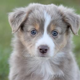 Australian Shepherd and Miniature Australian Shepherd Puppies from Gleiming Stars Aussie