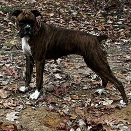 Nova Lee - Boxer