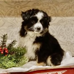 MAX BLACK - Black tri female Toy Australian Shepherd puppy in Syracuse, Indiana from Klenke Toy Aussies