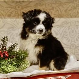 MAX BLACK - Black tri female Toy Australian Shepherd puppy in Syracuse, Indiana from Klenke Toy Aussies