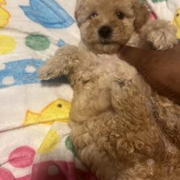 Jeanette - Apricot female Yorkipoo puppy in Gastonia, North Carolina from Dynasty Kennel