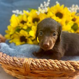 Mini - Chocolate female Dachshund puppy in Sparta, Tennessee from Clemons Mini Dachshunds of Tennessee