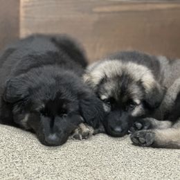 Shiloh Shepherd Puppies from Echo Shilohs