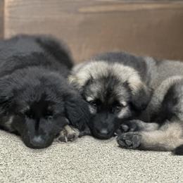 Shiloh Shepherd Puppies from Echo Shilohs
