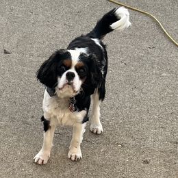 Charlie Ray - Cavalier King Charles Spaniel