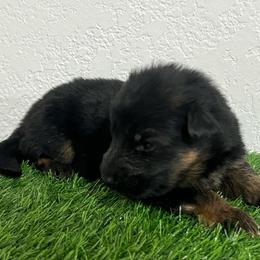 Lobo - Black and red male German Shepherd puppy in Quartz Hill, California from Von Gonzalez Kennel