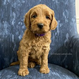 Australian Labradoodle Puppies from Pinnacle Labradoodles