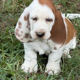 Yellow Collar Female - Mahogany and white female Basset Hound puppy in Manchester, Tennessee from Middle TN Leopard Catahoulas and Middle TN Bassett Hounds