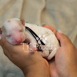 Crème - Parti male Poodle puppy in Belleville, New Jersey from TK Poodles