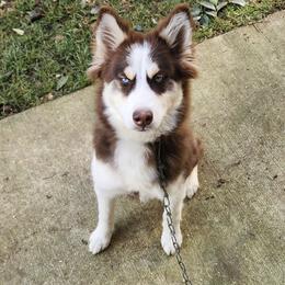 Topher - Chocolate male Pomsky puppy in Sacramento, California from 916 Pomskies