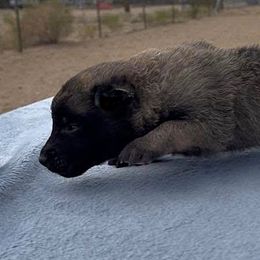 Boy 5  Green-11 days old - Fawn male Belgian Malinois puppy in Golden Valley, Arizona from Desert Wind Kennels