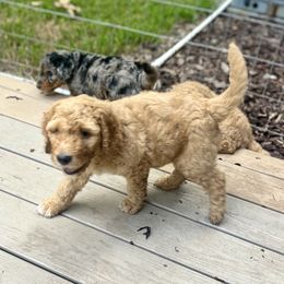 Kevin - Apricot male Goldendoodle puppy in Chapin, South Carolina from Kava Kennels