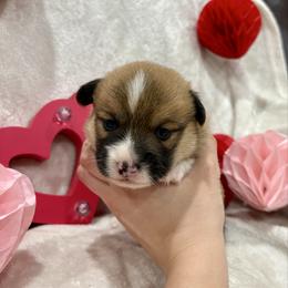 Cap- captan - White and red male Pembroke Welsh Corgi puppy in Dugspur, Virginia from Camelot Corgis