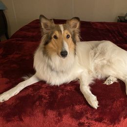 Sorcha - Collie