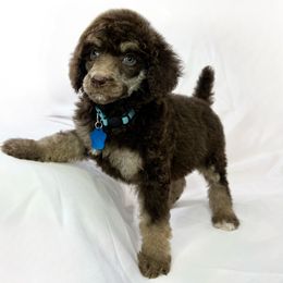 Willow - Phantom Poodle puppy in Grand Prairie, Texas from Dallas Paw Connect