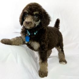 Willow - Phantom Poodle puppy in Grand Prairie, Texas from Dallas Paw Connect