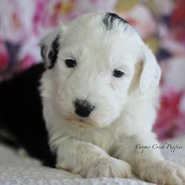 Etta - Black and white female Sheepadoodle puppy in Lowry City, Missouri from Cooper Creek Puppies