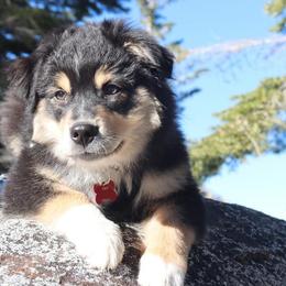 Australian Shepherd Puppies from RMW Ranch Australian Shepherds