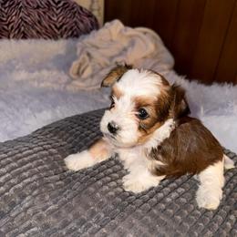 Chance - Chocolate, tan and white male Yorkshire Terrier puppy in Parma, Ohio from My Exotic Yorkies LLC