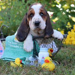Meg - Black white and brown female Basset Hound puppy in Pollock, Missouri from Northstar