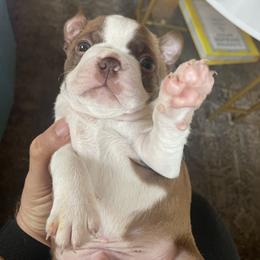 Boston Terrier Puppies from Bayshore Boston Terrier’s