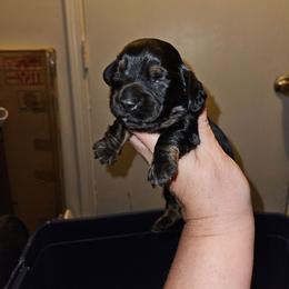 1 - Black and tan male Dachshund puppy in Lansing, Michigan from Black Thunder 517 Cane Corso and Dachshunds