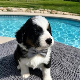 Apollo - male Australian Mountain Doodle puppy in Batavia, Ohio from Donciedoodlesohio.com