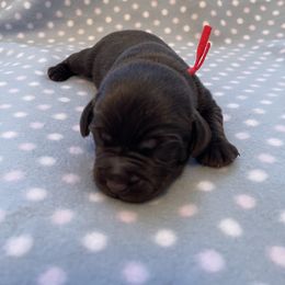Labrador Retriever Puppies from Amore Labrador Retrievers