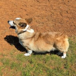 Sophie - Pembroke Welsh Corgi