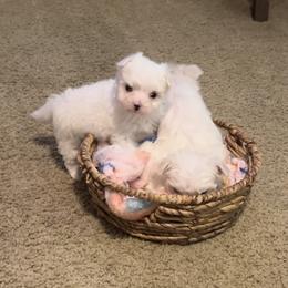 Maltese Puppies from Missy's Maltese