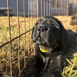 Lime - Black male Labrador Retriever puppy in Middleton, New Hampshire from Tag Hollow