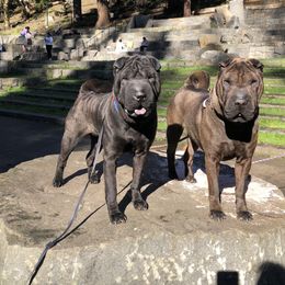 Chinese Shar-Pei All Grown Up from Setareh Chinese Shar Pei